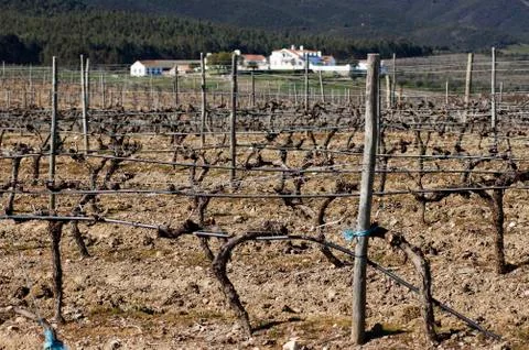 Vineyards in winter Stock Photos