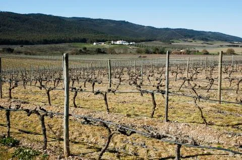 Vineyards in winter Stock Photos