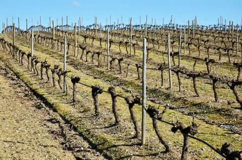 Vineyards in winter Stock Photos