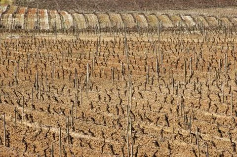 Vineyards in winter Stock Photos
