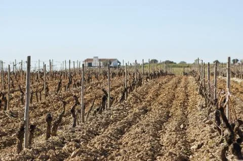 Vineyards in winter Stock Photos