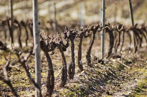Vineyards in winter Stock Photos