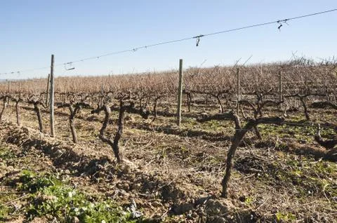 Vineyards in winter Stock Photos