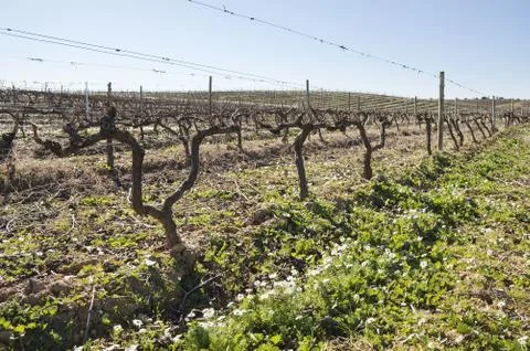 Vineyards in winter Stock Photos