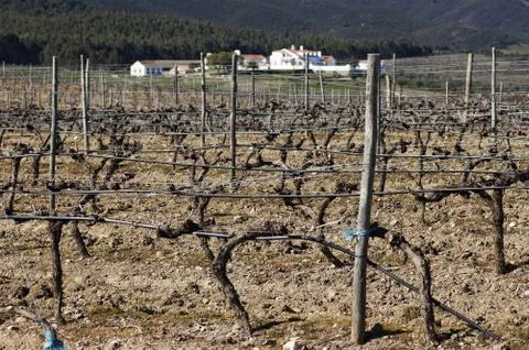 Vineyards in winter Stock Photos