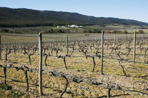 Vineyards in winter Stock Photos