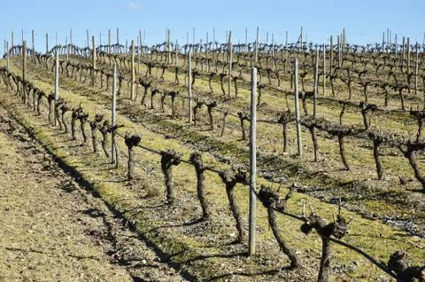 Vineyards in winter Stock Photos