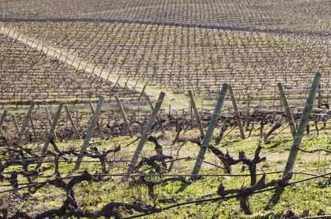 Vineyards in winter Stock Photos