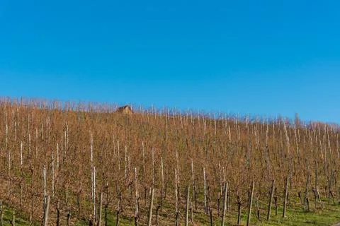 Vineyards in winter Stock Photos