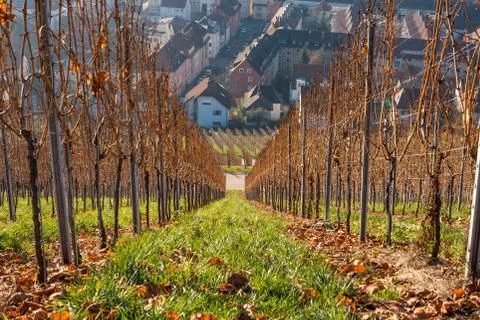 Vineyards in winter Stock Photos