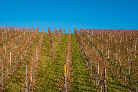 Vineyards in winter Stock Photos