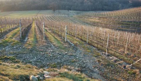 Vineyards at winter time Stock Photos