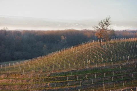Vineyards at winter time Stock Photos