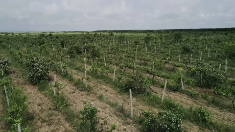 Vineyards.Beautiful hill. Stock Footage 109924516