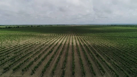 Vineyards.Beautiful hill. Stock Footage 109930125