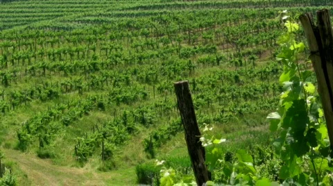 Vineyarrd Stock Footage 840700