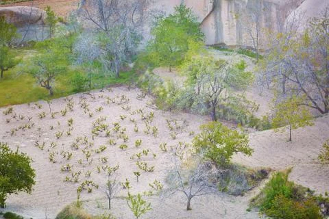 Vineyeard Stock Photos