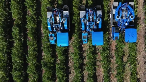 Viniculture pattern as grape harvesters reap ripe grapes in vineyard Stock Footage 310651533