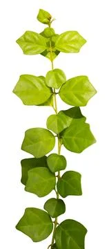 This vining plant features multiple green leaves arranged along a long stem.  Stock Photos