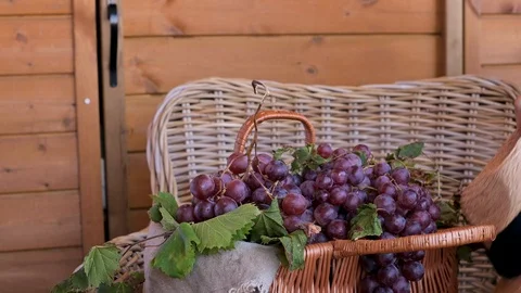 Vino12 Video stock 117466484