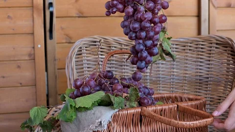 Vino15 Stock Footage 117465997