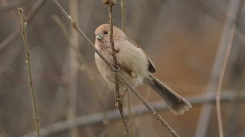 Vinous-throated Parrotbill Perched on a Budding Branch Stock Footage 331691962