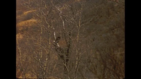 Vintage 16mm film, 1959, Alaska bald eagle in flight #1 Stock Footage