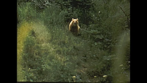 Vintage 16mm film, 1959, Alaska Kodiak bears in the bush Stock Footage