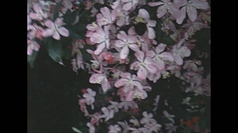 Vintage 16mm film, 1962, NJ/NY, bees and flower bush Stock Footage