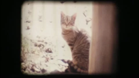 Vintage 8mm. Cat looking at the camera Video stock 18112243