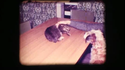 Vintage 8mm. Dog barking at frightened cat. Stock Footage