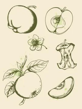 Vintage apples Stock Illustration