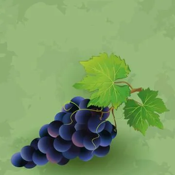Vintage background with black grape Stock Illustration