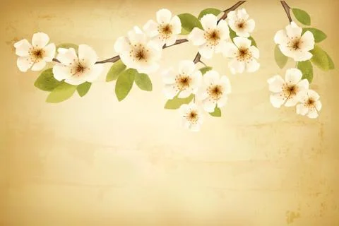 Vintage background with blossoming tree brunch and white flowers. vector. Stock Illustration