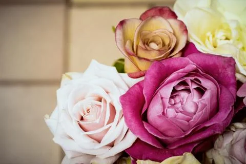 Vintage background with multi colored roses Stock Photos