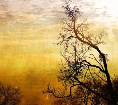 Vintage bare trees in sunset Stock Illustration