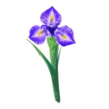 Vintage beautiful iris vector hand drawing isolated on white background Stock Illustration