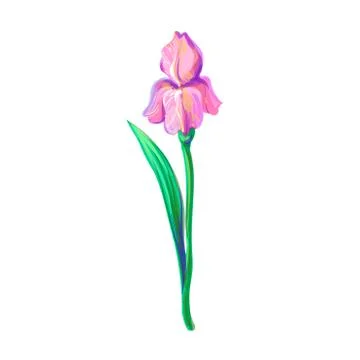 Vintage beautiful pink iris vector hand drawing isolated on white background Illustrazione stock