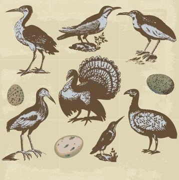 Vintage birds illustrations. Vector set Stock Illustration
