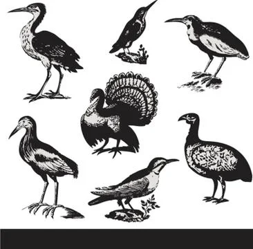 Vintage birds illustrations. Vector set Stock Illustration