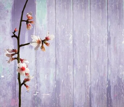 Vintage blue wood background spring flowers Stock Photos