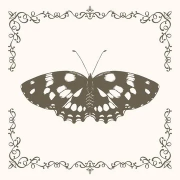 Vintage butterfly drawing with frame Stock Illustration