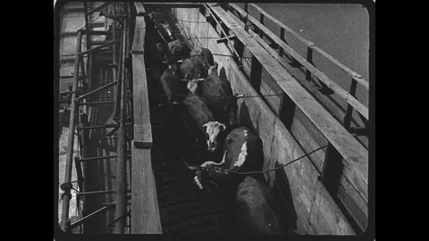 Vintage Cattle in Stockyard Stock Footage 129049751