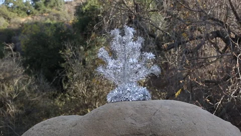 Vintage Christmas Tree On Stone In Forest Zoom In Video stock 263862045
