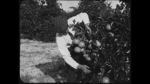 Vintage Citrus Stock Footage 129044957