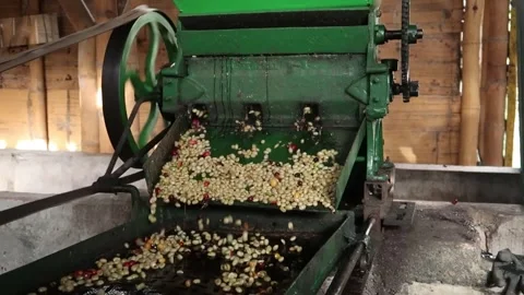 Vintage Coffee Pulping Machine With Falling Coffee Beans, Wide to Close Shot Stock Footage 316751847