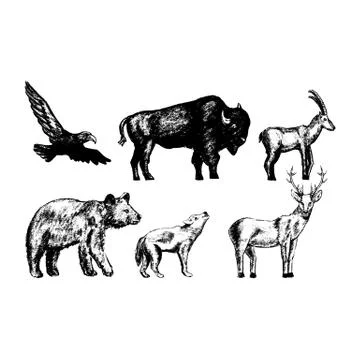 Vintage collection or set of hand drawn vintage styled engraved wild animals for Stock Illustration