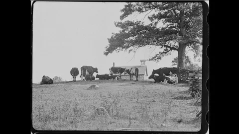 Vintage Cows in Field Stock Footage 129051315