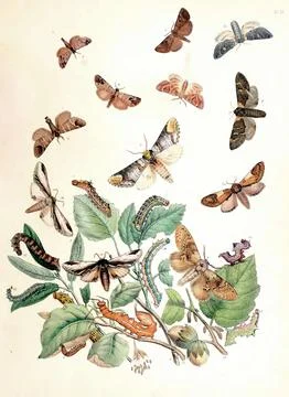 Vintage drawing of nut-tree tussock, climbing cutworms, and various moths w.. Stock Illustration