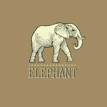 Vintage Elephant Logo design vector template linear style Stock Illustration